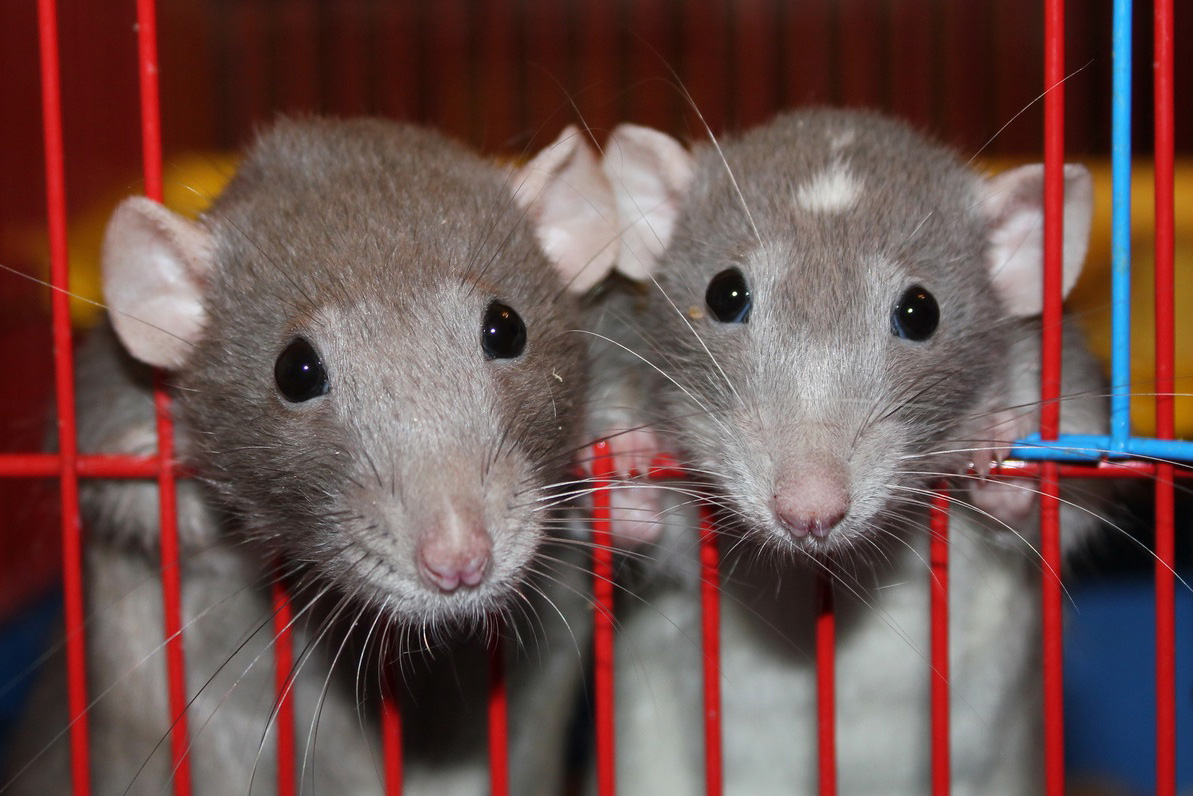 Крысы помогают своим товарищам, даже в ущерб себе