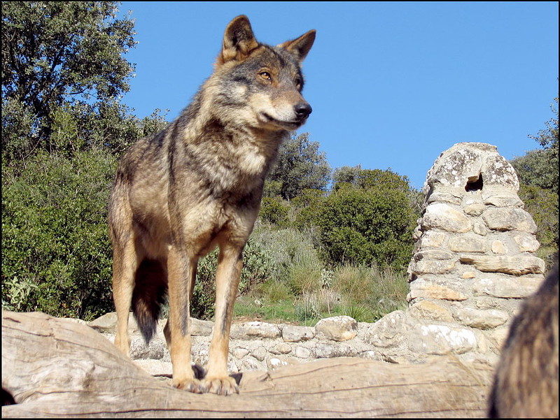 В Испании туристов приглашают к иберийским волкам